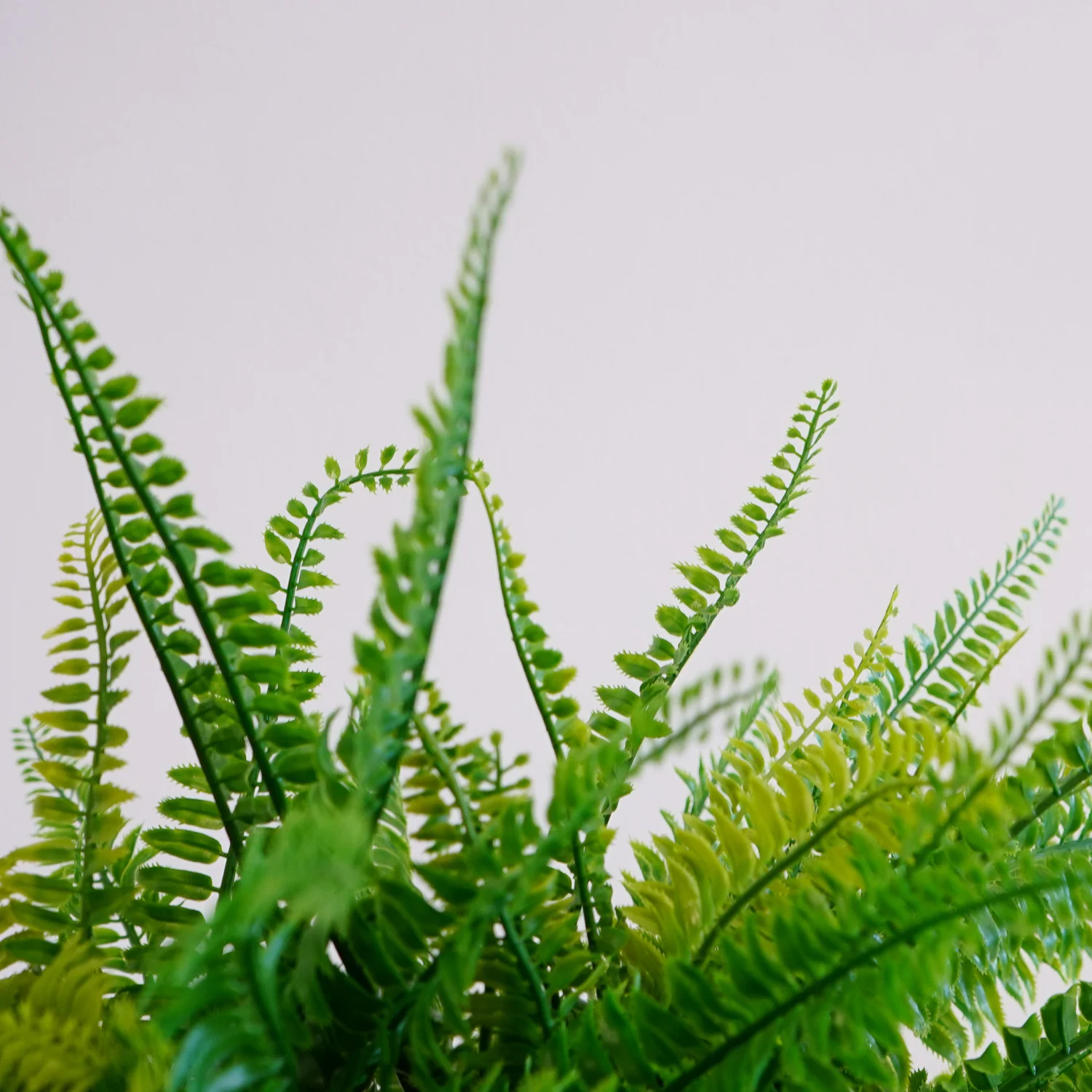 Artificial Outdoor Fern Plant - Image 5